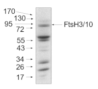 FtsH3 + FtsH10 | ATP-dependent zinc metalloprotease FtsH3 + FtsH10 (mitochondrial) in the group Antibodies for Plant/Algal  / Mitochondria | Respiration at Agrisera AB (Antibodies for research) (AS07 204)